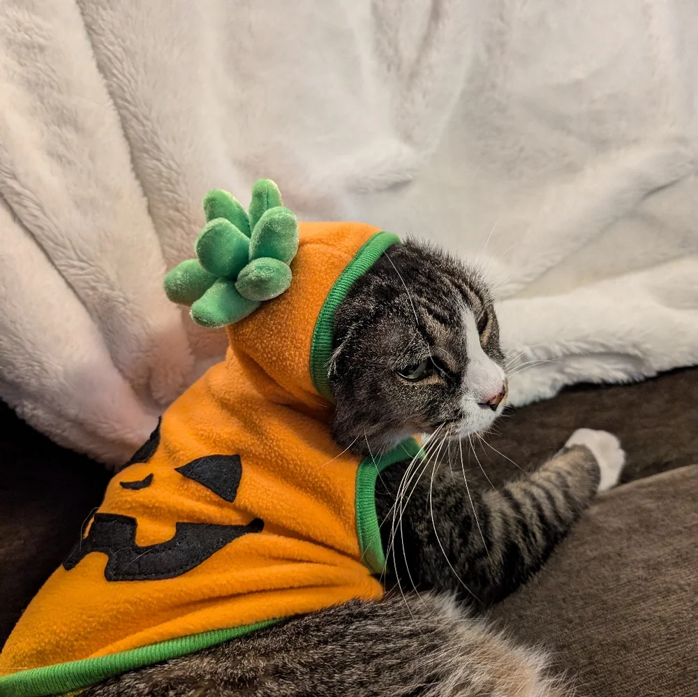 Pumpkin cat Halloween costume
